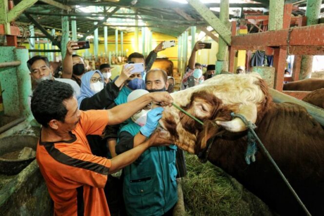  Hewan kurban dari luar daerah yang akan masuk ke Kota Bandung harus menyertakan Surat Keterangan Kesehatan Hewan (SKKH). (Foto: Apun).*