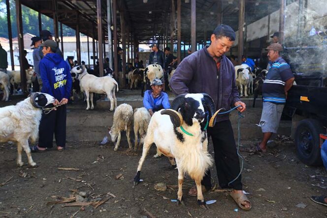  Pasar Domba Padalarang Ramai Jelang Hari Raya Iduladha 