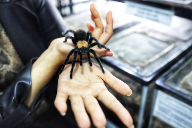  Lebih dari 3.000 jenis tarantula dipelihara Ming Cu di Spider Lover Petshop di Jalan Belakang Otista 292 Nomor 112, Kota Bandung. (Foto: Diskominfo Kota Bandung).*