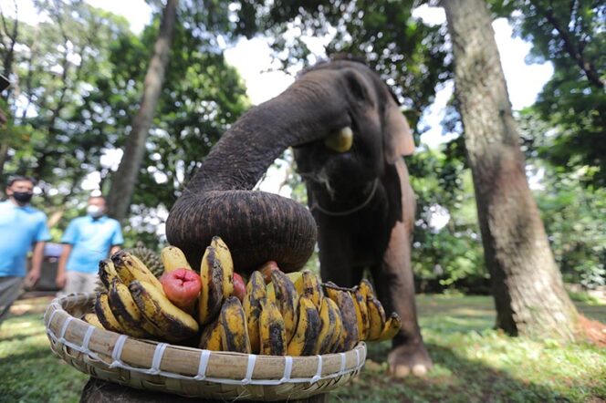  Hari Gajah Sedunia, Ada Tumpeng Buah di Kebun Binatang Bandung