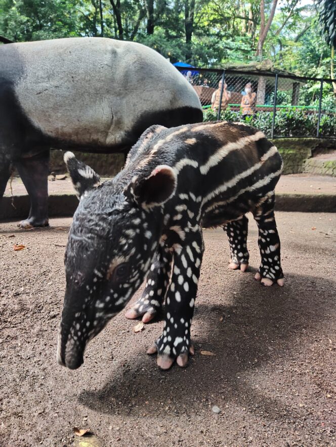  Tapir 'Gantari', doc. Bandung Zoo